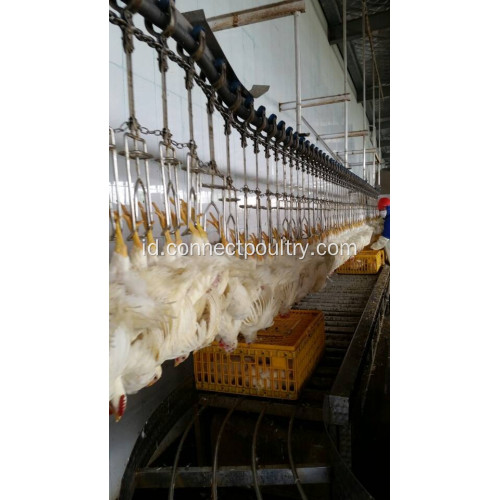 Crates conveyor pada penerimaan burung hidup